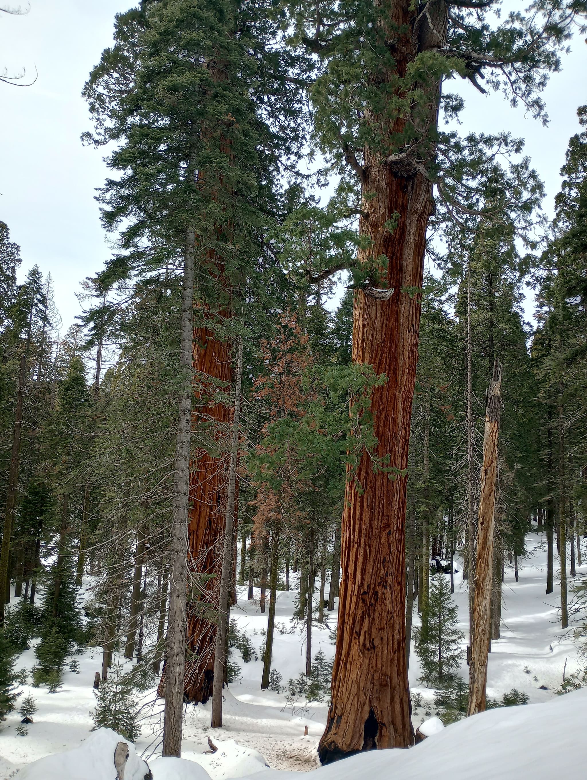 Sequoias